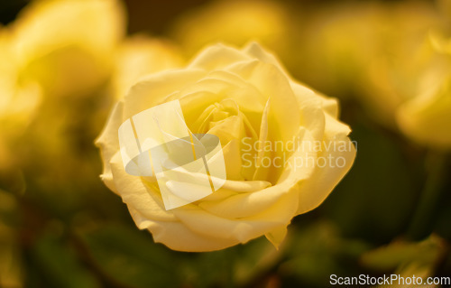 Image of Yellow, rose and a flower in nature, a garden or environment during the summer or spring season. Closeup, flowers and growth with a vibrant plant or natural foliage outdoor in the wilderness