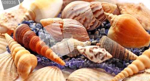 Image of Sea shells