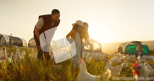 Image of Chicken, family and farm with a girl, mother and father working in the poultry farming industry. Agriculture, sustainability or love with a woman, kid and man at work as bird farmer in nature outdoor