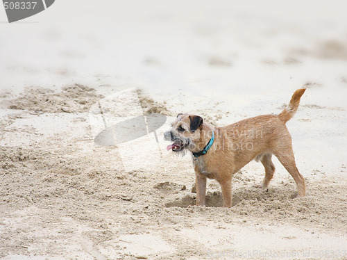 Image of dog digging in the sand
