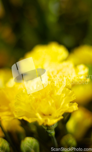 Image of Carnation zoom, flower and nature, spring and blossom, ecology and life with growth outdoor. Floral, plant yellow flowers in garden and environment with horticulture, botanical with flora and natural