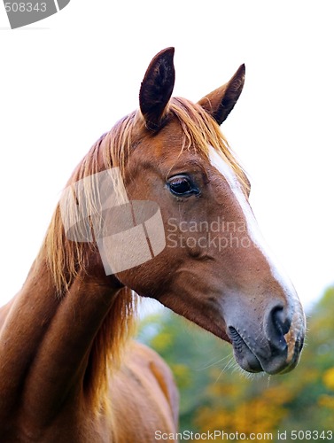Image of brown horse