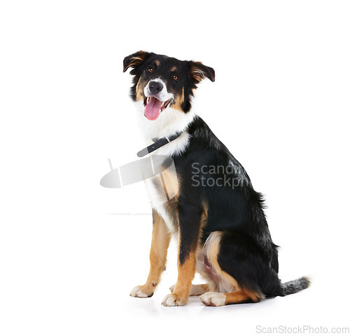 Image of Border collie, pet and portrait of dog in studio, white background or mockup space. Happy dogs, loyalty and pets sitting on studio background for attention, playing or puppy training of smart animals