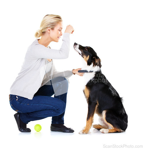 Image of Dog, woman and reward with tennis ball in studio for training, learning and focus by white background. Trainer, dog training and pet animal for teaching, love and care while isolated with dog food