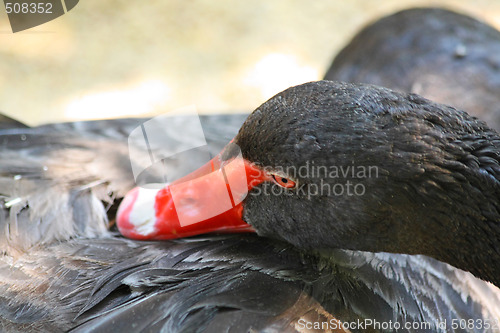 Image of Black swan
