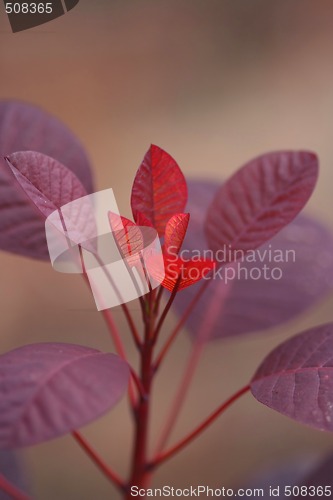 Image of red leaf