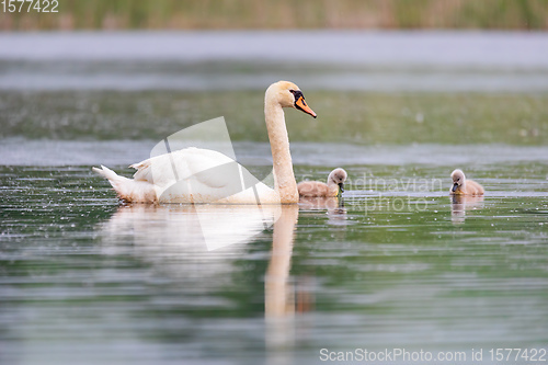 Image of Wild bird mute swan in spring on pond