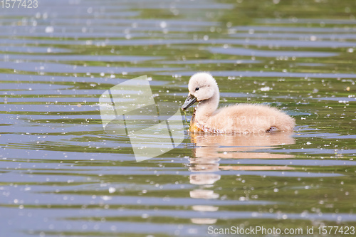 Image of Wild bird mute swan in spring on pond