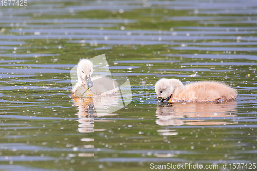 Image of Wild bird mute swan in spring on pond