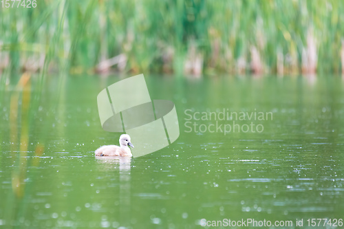 Image of Wild bird mute swan in spring on pond