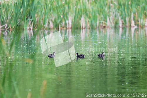 Image of Bird Eurasian coot Fulica atra hiding in reeds