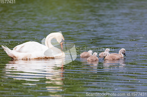 Image of Wild bird mute swan in spring on pond