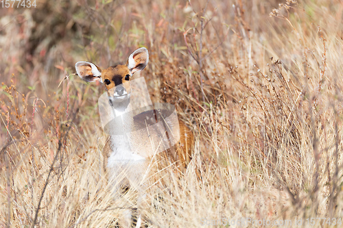 Image of rare Menelik bushbuck, Ethiopia, Africa wilderness