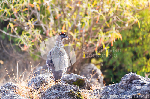 Image of Bird Erckels Francolin Ethiopia wildlife