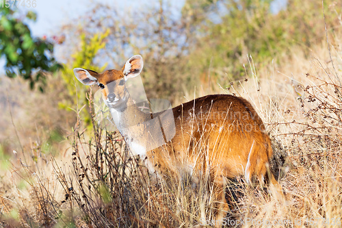 Image of rare Menelik bushbuck, Ethiopia, Africa wilderness