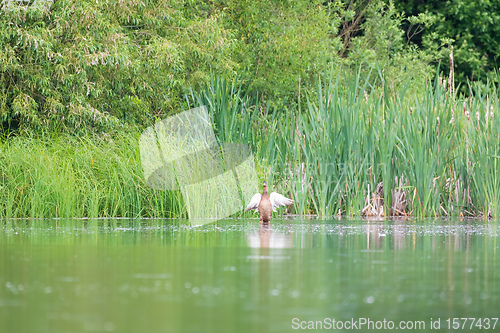 Image of Female Mallard Duck on spring pond