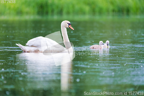 Image of Wild bird mute swan in spring on pond