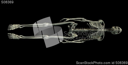 Image of skeleton