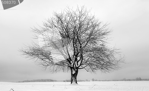 Image of tree black white