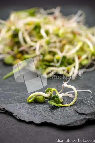 Image of Fresh sprouts