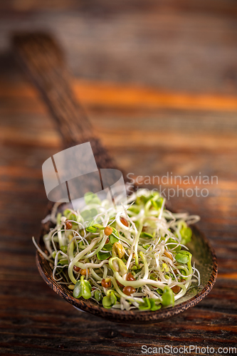 Image of Heap of fresh sprouts