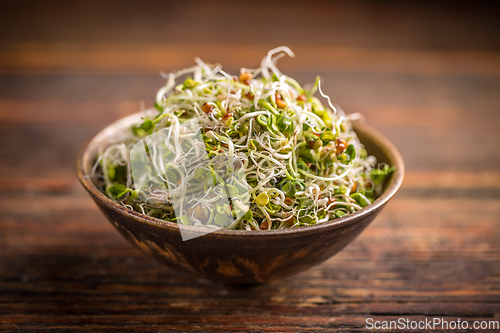 Image of Fresh sprouted seeds