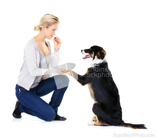 Image of Woman, dog training and paw in studio for learning, focus and greeting with dog food by white background. Trainer, pet animal and listen for teaching, reward and care while isolated for bonding