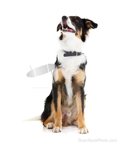 Image of Border collie, pet and dog looking up in studio, white background and mockup space. Dogs, loyalty and pets on studio background waiting for attention, playing and training animals on mock up backdrop