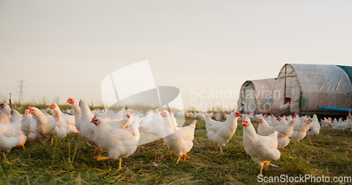 Image of Farm, chicken and portrait of family with livestock in agriculture, sustainable and green field. Ecology, poultry and agro man and woman with girl kid farming with energy in eco friendly countryside.