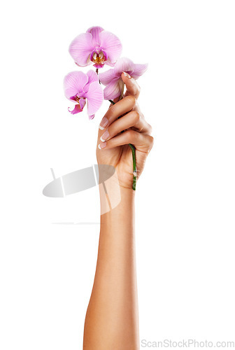 Image of Orchid flower, woman and hand with manicure nails for spa or beauty salon treatment on white background. Female model with pink flowers for floral background, beauty and health with natural cosmetics