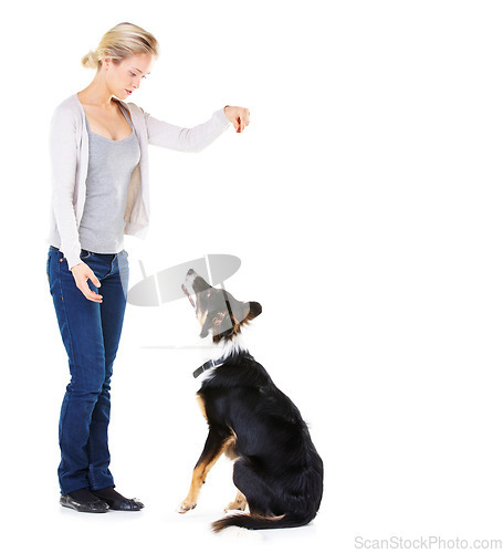 Image of Woman, dog training and studio with reward for learning, greeting and smile by white background. Trainer, teaching and pet animal and friends with focus, love and care while isolated with food