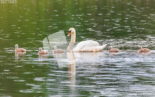 Image of Wild bird mute swan in spring on pond