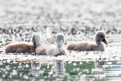 Image of Wild bird mute swan chicken in spring on pond