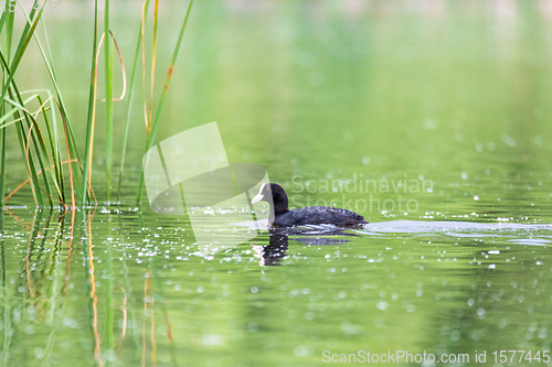 Image of Bird Eurasian coot Fulica atra hiding in reeds