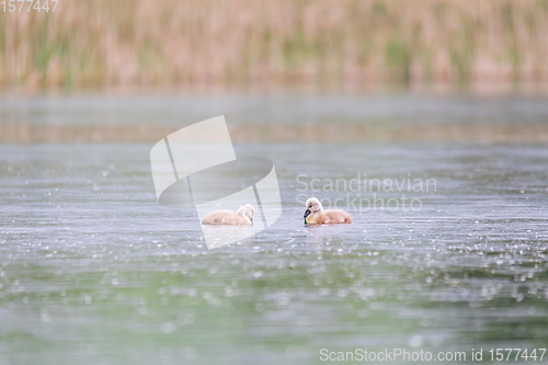 Image of Wild bird mute swan in spring on pond