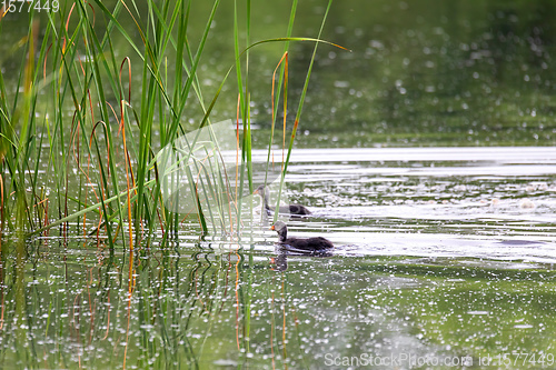 Image of Bird Eurasian coot Fulica atra hiding in reeds