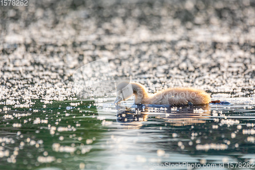 Image of Wild bird mute swan chicken in spring on pond