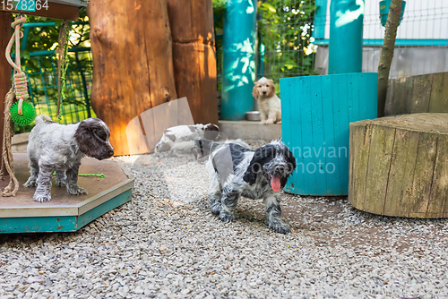 Image of portrait of dog English Cocker Spaniel puppy