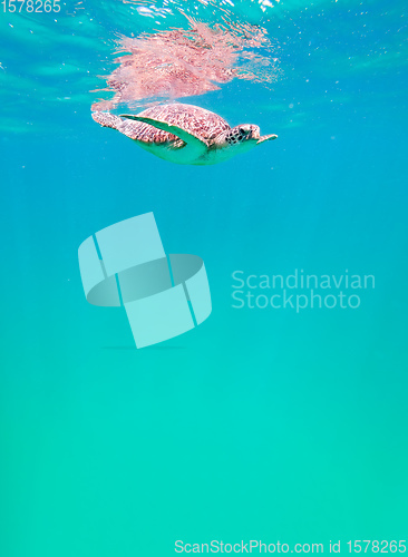 Image of cute green sea turtle (Chelonia mydas)