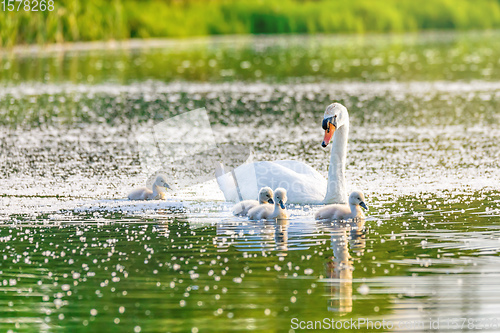 Image of Wild bird mute swan in spring on pond