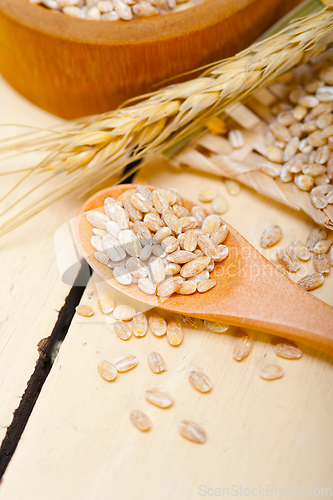 Image of organic wheat grains