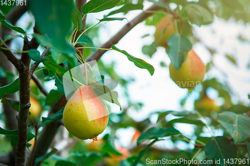 Image of Pear tree with fruit