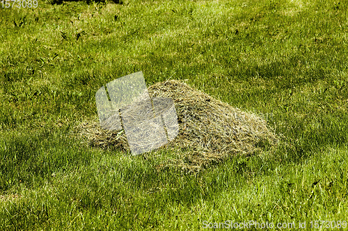 Image of green meadow beveled grass