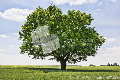 Image of one oak tree