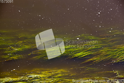 Image of algae in water