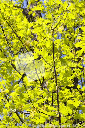 Image of growing trees