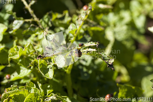 Image of Colorado beetle larvae