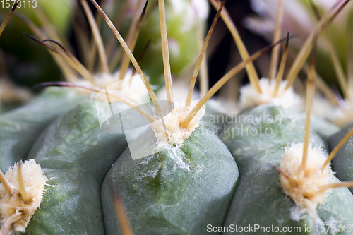 Image of cactus during flowering