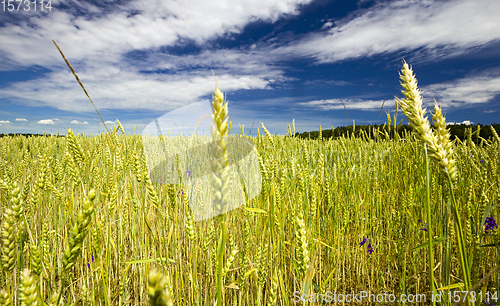 Image of wheat or rye