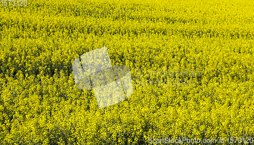 Image of beautiful yellow rapeseed flowers